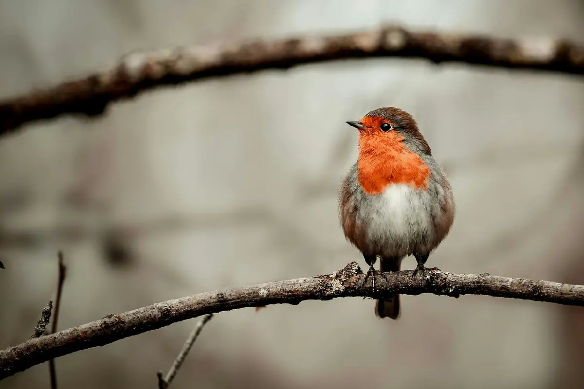 Offrire questo mix al pettirosso cambia il suo comportamento visibilmente in una settimana
